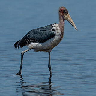 Nakuru NP - Marabou stork